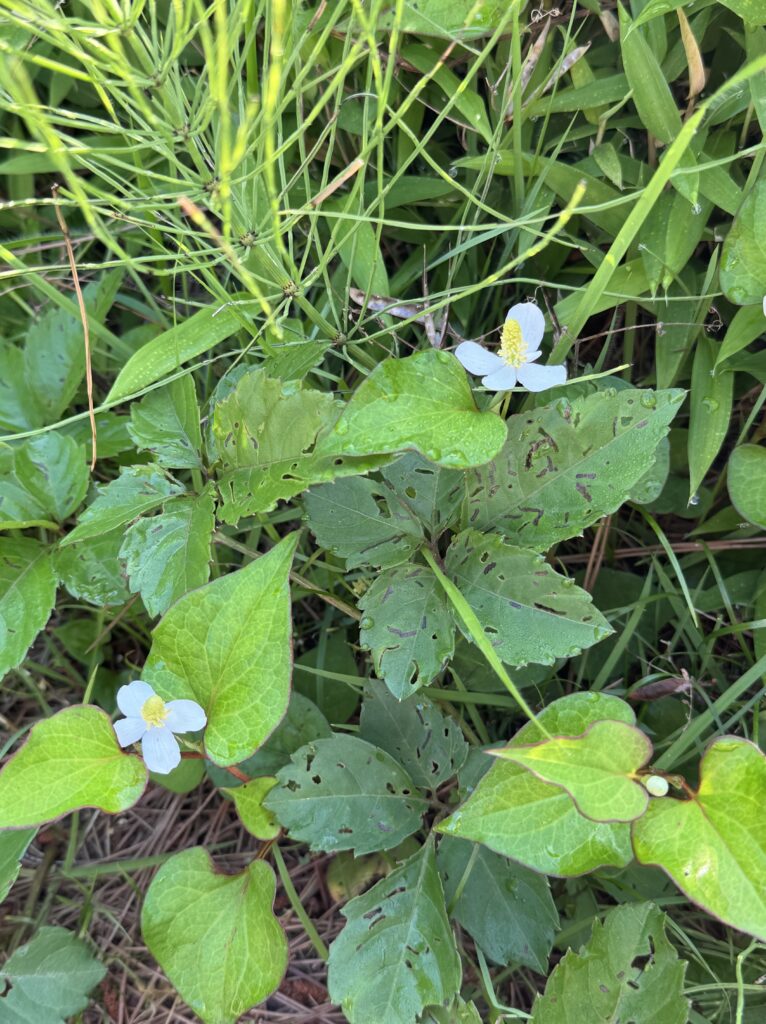 ドクダミの花