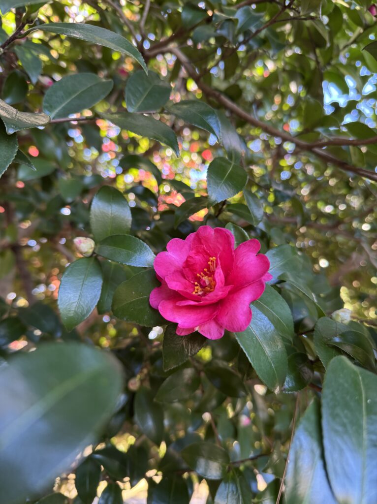 red-flower