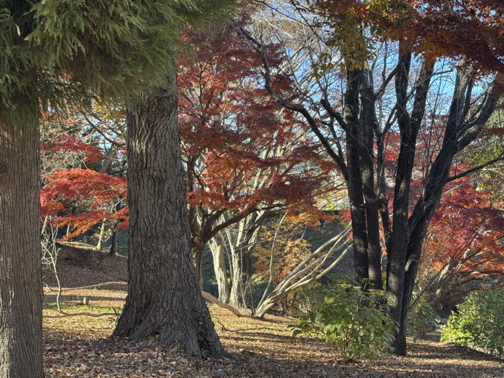 trees-forest