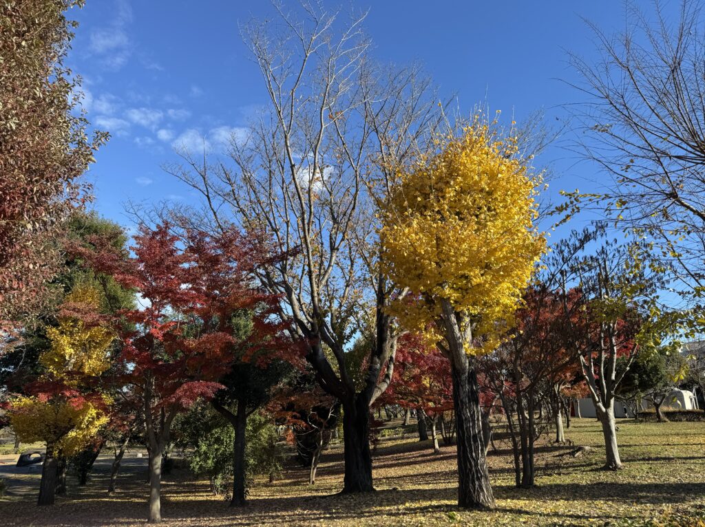 trees-sky